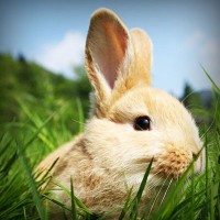 /album/cydia-sources-downloads/photolia-a03-jpg/